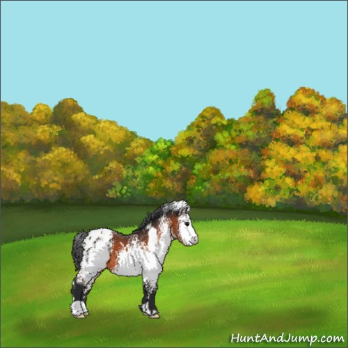 Horse Color:White Spotted Bay Appaloosa 