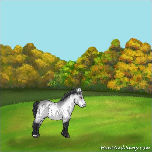 Horse Color:White Spotted Bay Chinchilla 