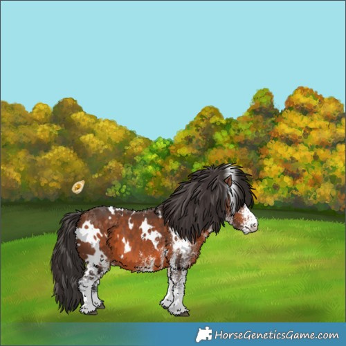 Horse Color:White Spotted Bay 