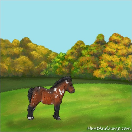 Horse Color:White Spotted Bay 