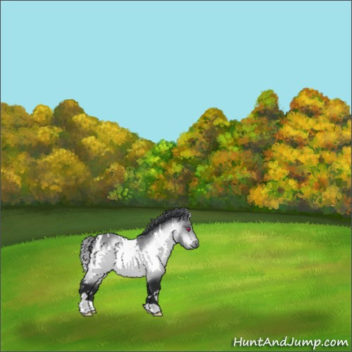 Horse Color:White Spotted Bay Chinchilla 