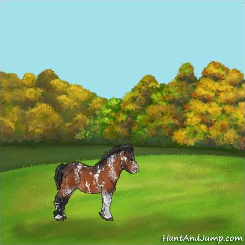 Horse Color:White Spotted Bay 