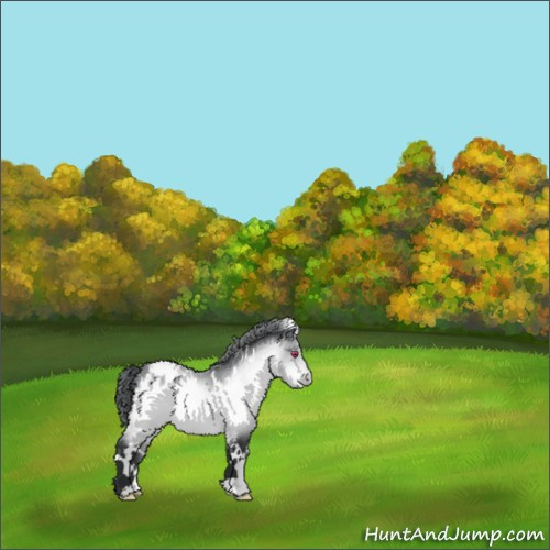 Horse Color:White Spotted Bay Chinchilla Appaloosa 