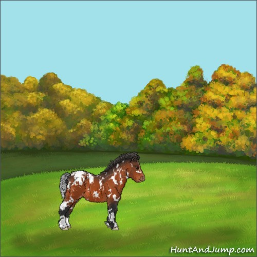 Horse Color:White Spotted Bay Appaloosa 