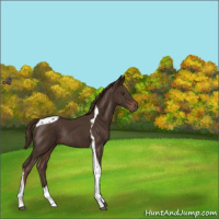 Horse Color:Liver Chestnut Tobiano Rabicano 