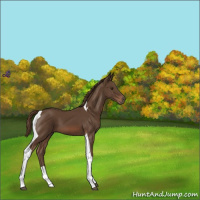 Horse Color:Liver Chestnut Tobiano