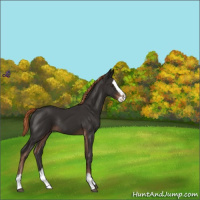 Horse Color:Liver Chestnut Splash Rabicano 