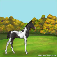 Horse Color:Liver Chestnut Tobiano 