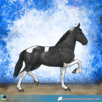 Horse Color:Platinum Black Tobiano Rabicano