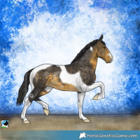 Horse Color:Buckskin Tobiano Rabicano 