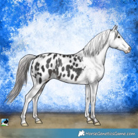 Horse Color:Platinum Liver Chestnut Appaloosa Rabicano