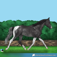 Horse Color:Platinum Buckskin Tobiano Rabicano