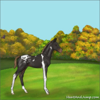 Horse Color:Liver Chestnut Tobiano Appaloosa 