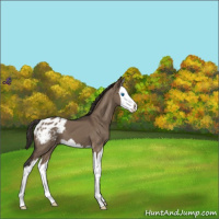 Horse Color:Liver Red Dun Sabino Splash Appaloosa 