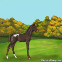 Horse Color:Liver Chestnut Appaloosa 