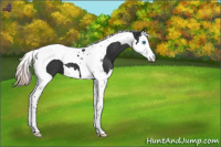 Horse Color:Liver Chestnut Splash Tobiano
