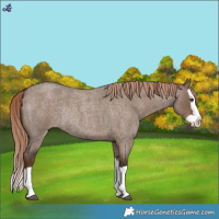 Horse Color:Liver Red Dun Roan Splash Rabicano 