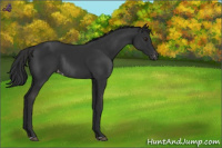 Horse Color:Liver Chestnut Varnish Rabicano 