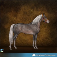 Horse Color:Platinum Liver Chestnut Rabicano 