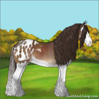 Horse Color:Liver Red Roan Splash Appaloosa 