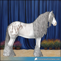 Horse Color:Liver Red Roan Splash Appaloosa 