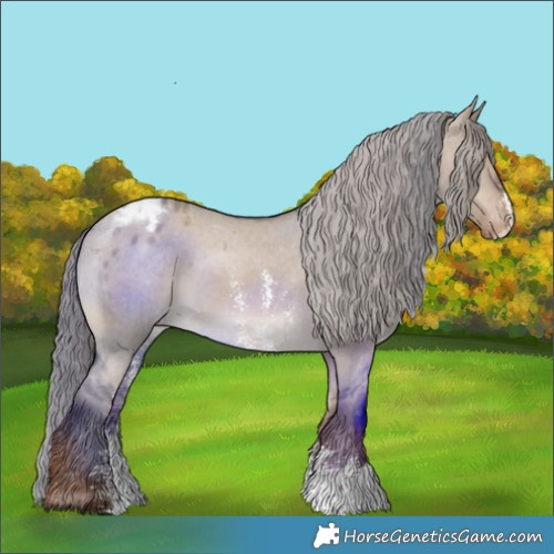 Horse Color:Liver Red Dun Sabino Appaloosa 