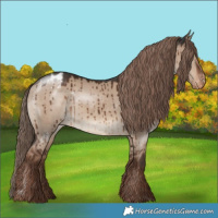 Horse Color:Liver Red Dun Appaloosa Brindle 