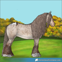 Horse Color:Liver Red Dun Appaloosa Brindle 