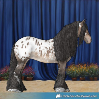 Horse Color:White Spotted Brown Dun Blanket 