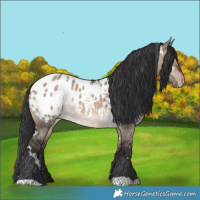 Horse Color:White Spotted Brown Dun Appaloosa