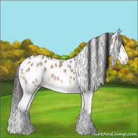 Horse Color:Liver Red Dun Roan Splash Appaloosa 