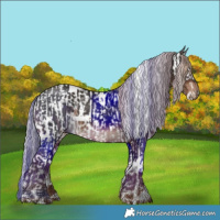 Horse Color:Chocolate Palomino Splash Tobiano Blanket  and White Spotted Liver Chestnut 