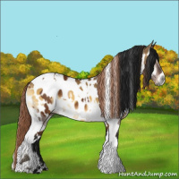 Horse Color:Gray White Spotted Buckskin Appaloosa Rabicano  and Gray White Spotted Chocolate Palomino Onyx Tobiano Appaloosa Rabicano 