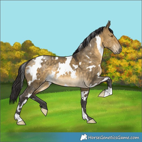 Horse Color:White Spotted Buckskin Dun 