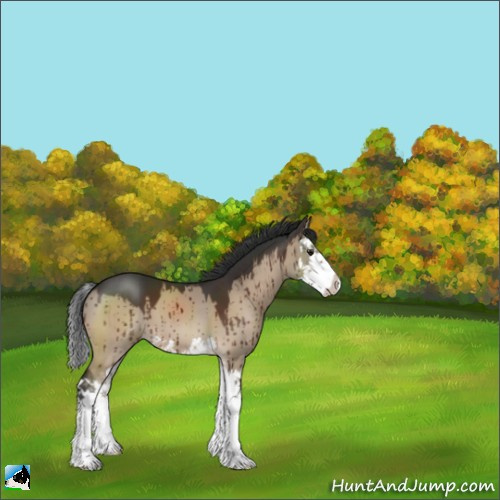 Horse Color:Brown Dun Sabino Splash Brindle 