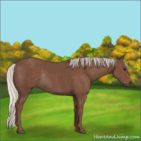 Horse Color:Silver Black Rabicano