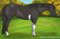 Horse Color:Smoky Black Tobiano 