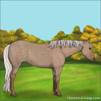 Horse Color:Silver Grullo 