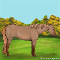Horse Color:Red Dun 