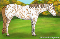 Horse Color:Chestnut Appaloosa 