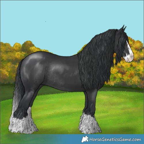 Horse Color:Black Splash Rabicano 