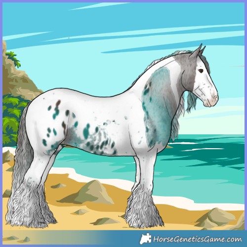 Horse Color:Liver Chestnut Splash Tobiano Appaloosa 