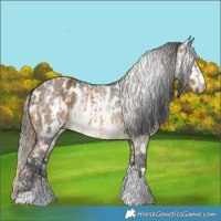 Horse Color:White Spotted Chocolate Palomino Dun Sabino Rabicano  and Gray Buckskin Near Leopard Rabicano 