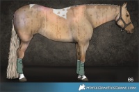 Horse Color:Chocolate Palomino Dun Tobiano Brindle 