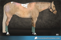 Horse Color:Chocolate Palomino Dun Tobiano Brindle 