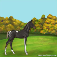 Horse Color:Liver Chestnut Tobiano 