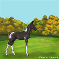 Horse Color:Liver Chestnut Tobiano 