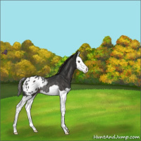 Horse Color:Liver Chestnut Splash Appaloosa Rabicano 