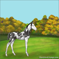 Horse Color:White Spotted Liver Chestnut Splash Appaloosa Rabicano 