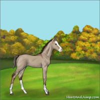 Horse Color:Liver Red Dun Splash